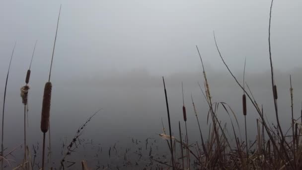 Густий Туман Річці Вода Тумані Краєвид Водою Туманом — стокове відео