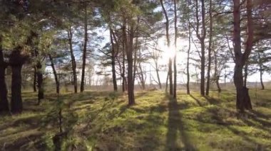 Doğal manzara. Ormanda gün batımı. Güneş ışınları ağaçların arasından geçiyor. uzun güzel çam ağaçları