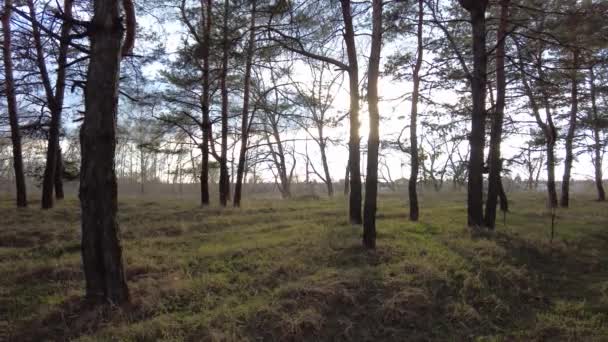 Paisaje Natural Puesta Sol Bosque Rayos Del Sol Través Los — Vídeos de Stock