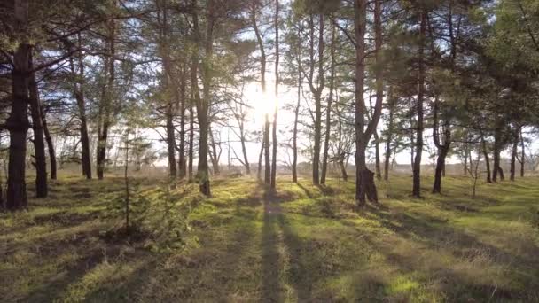Doğal Manzara Ormanda Gün Batımı Güneş Işınları Ağaçların Arasından Geçiyor — Stok video