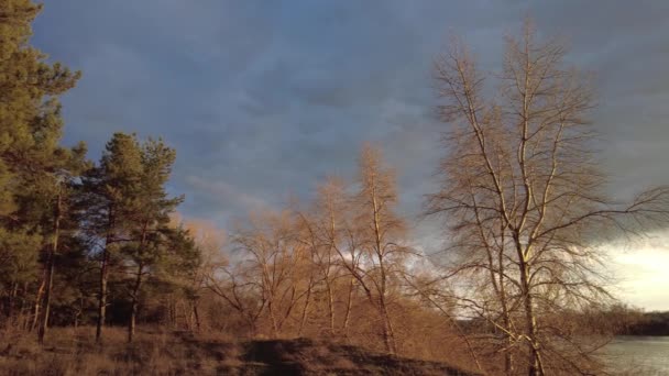 自然の風景 森の中の夕日 太陽の光が木々の間を通ります 背の高い美しい松の木 — ストック動画