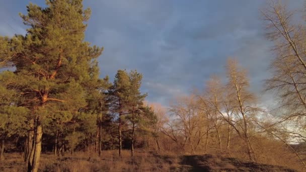 自然の風景 森の中の夕日 太陽の光が木々の間を通ります 背の高い美しい松の木 — ストック動画