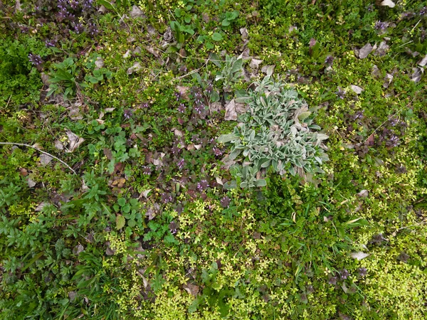 Ковер Зеленой Травы Первые Весенние Цветы Первая Трава Весной — стоковое фото