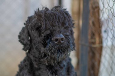 big black dog. black terrier. dog nose and muzzle.