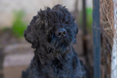 big black dog. black terrier. dog nose and muzzle.