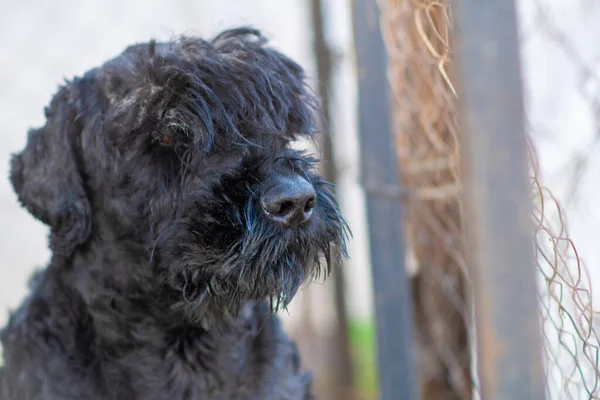 Nagy Fekete Kutya Fekete Terrier Kutya Orr Szájkosár — Stock Fotó