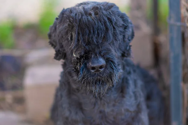 Grosso Cane Nero Terrier Nero Naso Museruola Del Cane — Foto Stock