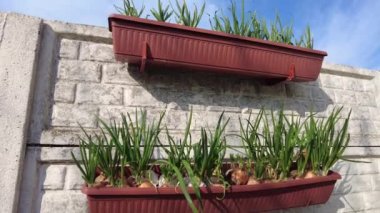 green onions. onion stalks in a pot. large bulbs in the ground