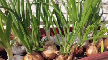 green onions. onion stalks in a pot. large bulbs in the ground