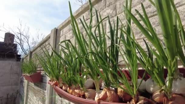 Green Onions Onion Stalks Pot Large Bulbs Ground — Stockvideo