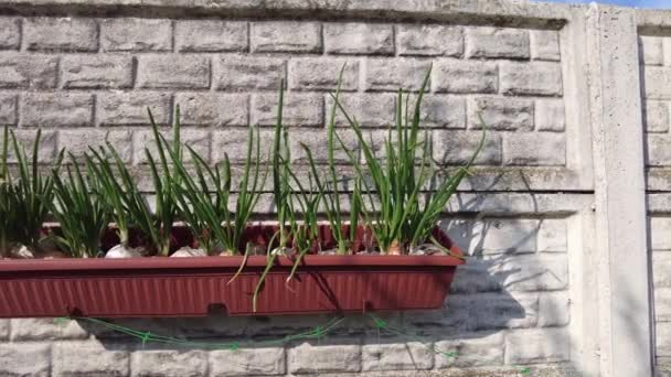 Groene Uien Uienstengels Een Pot Grote Bollen Grond — Stockvideo