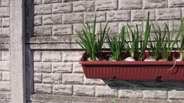 Green Onions Onion Stalks Pot Large Bulbs Ground — Stock Video
