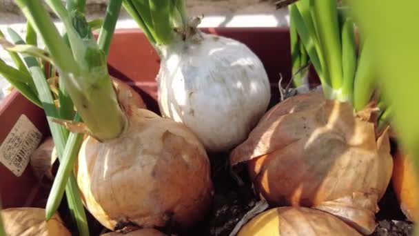 Groene Uien Uienstengels Een Pot Grote Bollen Grond — Stockvideo