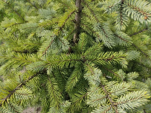 Belle Petite Épinette Texture Sapin Petites Aiguilles Pin Vert — Photo