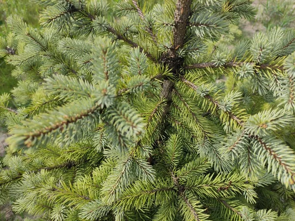 Beautiful Little Spruce Fir Texture Small Green Pine Needles — Stock Photo, Image