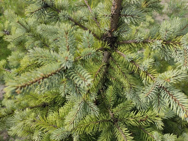 Bellissimo Piccolo Abete Rosso Consistenza Abete Piccoli Aghi Pino Verde — Foto Stock