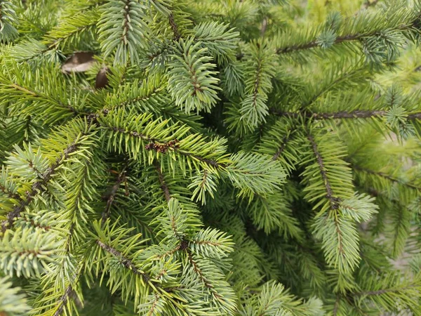 Schöne Kleine Fichte Tannenholz Kleine Grüne Kiefernnadeln — Stockfoto