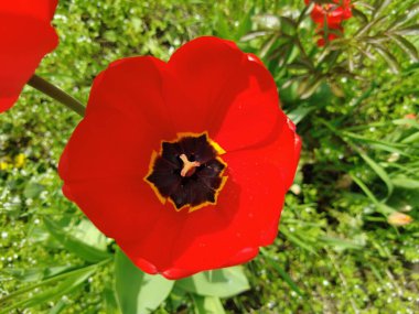 Yeşil çimlerde kırmızı laleler. bahar çiçekleri