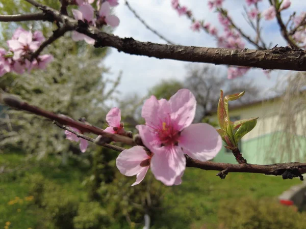 Рожеві Квіти Гілках Дерев Дерева Цвітуть Навесні — стокове фото