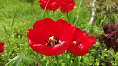 Yeşil çimlerde kırmızı laleler. bahar çiçekleri