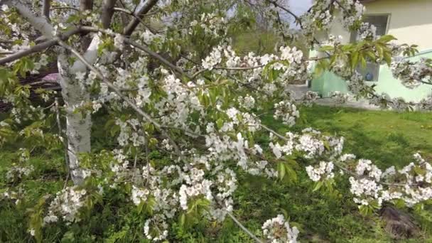 Fleurs Blanches Sur Les Branches Des Arbres Les Arbres Fleurissent — Video