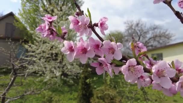 Różowe Kwiaty Gałęziach Drzew Drzewa Kwitną Wiosną — Wideo stockowe
