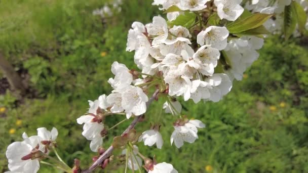 Flores Brancas Galhos Árvore Árvores Florescem Primavera — Vídeo de Stock