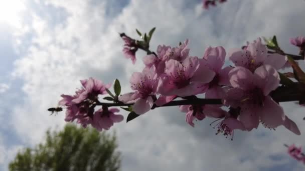 Różowe Kwiaty Gałęziach Drzew Drzewa Kwitną Wiosną — Wideo stockowe