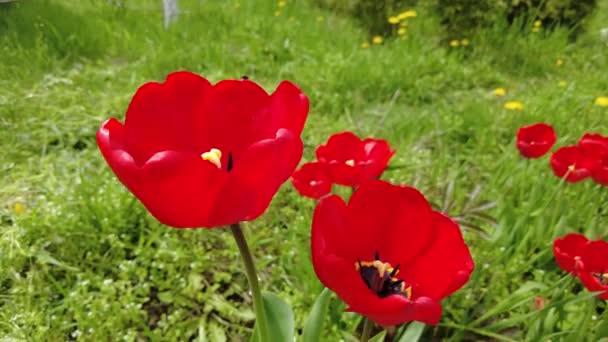 Червоні Тюльпани Зеленій Траві Весняні Квіти — стокове відео