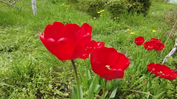 Red Tulips Green Grass Spring Flowers — Stock Video