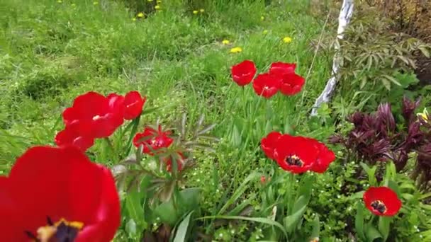 Tulipas Vermelhas Grama Verde Flores Primavera — Vídeo de Stock