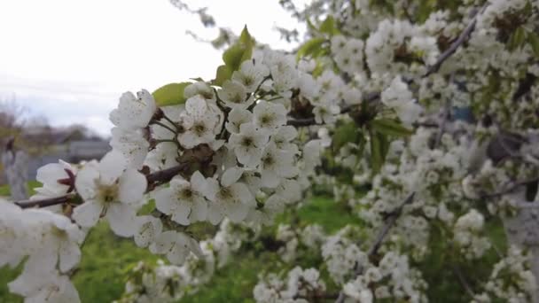 White Flowers Tree Branches Trees Bloom Spring — Stock Video