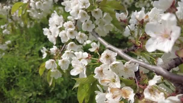 Białe Kwiaty Gałęziach Drzew Drzewa Kwitną Wiosną — Wideo stockowe
