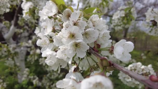 Białe Kwiaty Gałęziach Drzew Drzewa Kwitną Wiosną — Wideo stockowe