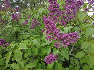 Dallardaki ilk leylak. Baharda leylak fırçaları