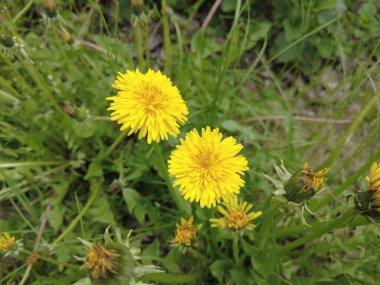 Yeşil çimlerde sarı karahindibalar
