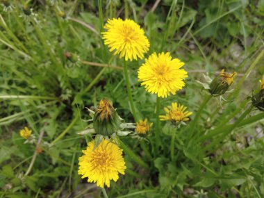 Yeşil çimlerde sarı karahindibalar