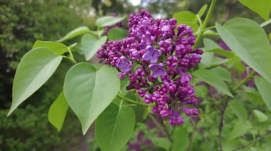 Dallardaki ilk leylak. Baharda leylak fırçaları