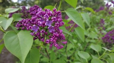 Dallardaki ilk leylak. Baharda leylak fırçaları