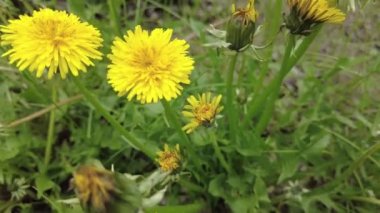 Yeşil çimlerde sarı karahindibalar