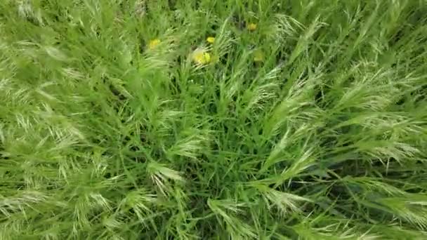Prachtig Hoog Groen Gras Het Gras Zwaait Wind — Stockvideo