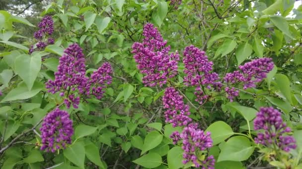 树枝上的第一个紫丁香 春天的紫丁香刷 — 图库视频影像
