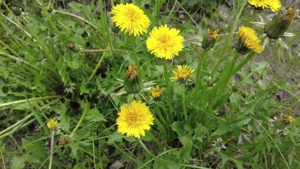 Dandelions Amarelos Grama Verde — Vídeo de Stock