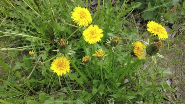 Gele Paardebloemen Groen Gras — Stockvideo