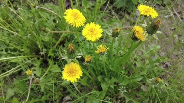 Dientes León Amarillos Hierba Verde — Vídeos de Stock