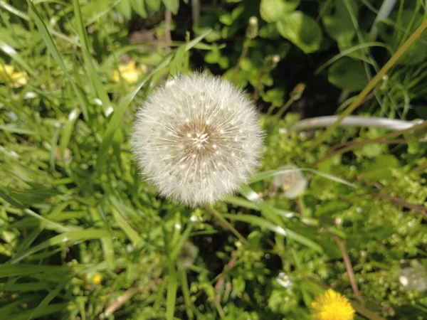 Witte Paardebloemen Groen Gras — Stockfoto