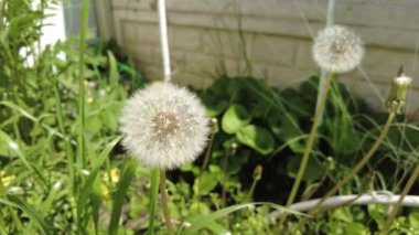 Yeşil çimlerde beyaz karahindibalar.