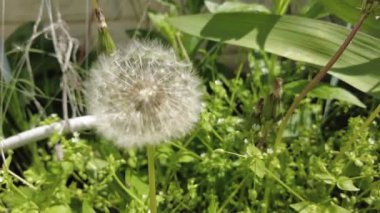 Yeşil çimlerde beyaz karahindibalar.