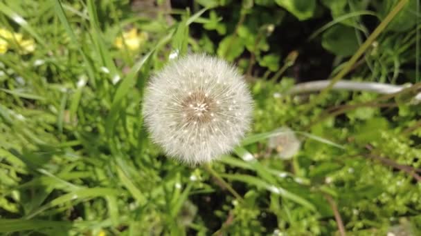 White Dandelions Green Grass — Stock Video