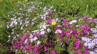 Çayırdaki renkli bahar çiçekleri